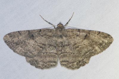 <i>Peribatodes rhomboidaria</i>