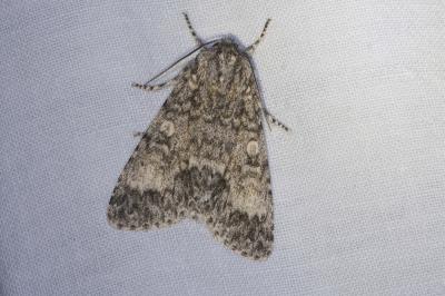 <i>Acronicta megacephala</i>