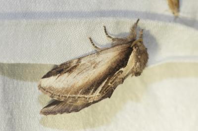 <i>Pheosia gnoma</i>