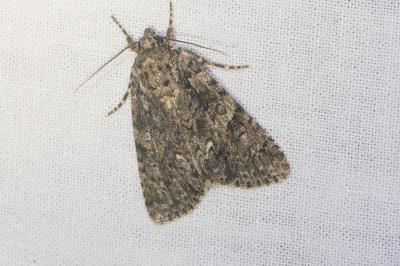 <i>Acronicta rumicis</i>