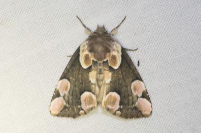 <i>Thyatira batis</i>