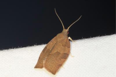 <i>Pandemis heparana</i>