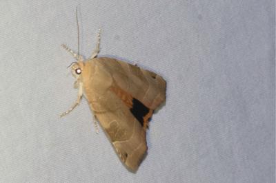 <i>Noctua fimbriata</i>