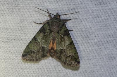 <i>Polyphaenis sericata</i>