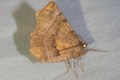 <i>Selenia dentaria</i>