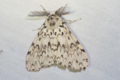 <i>Lymantria monacha</i>