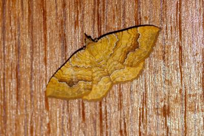 <i>Camptogramma bilineata</i>