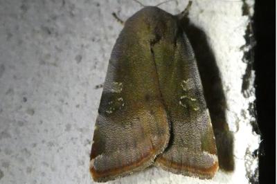 <i>Noctua janthe/janthina</i>