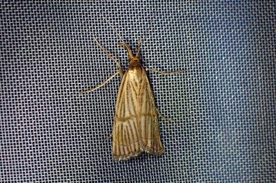 <i>Chrysocrambus linetella</i>