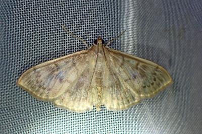 <i>Patania ruralis</i>