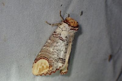 <i>Phalera bucephala</i>
