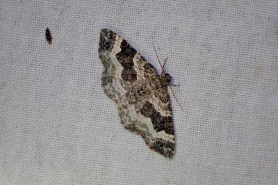 <i>Epirrhoe alternata</i>