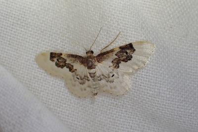 <i>Idaea rusticata</i>