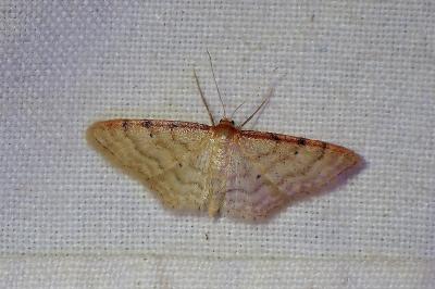 <i>Idaea humiliata</i>