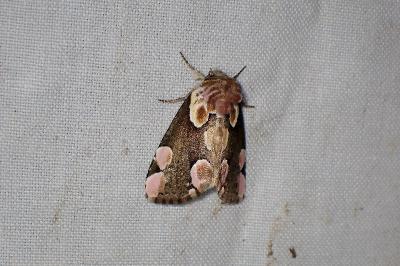 <i>Thyatira batis</i>