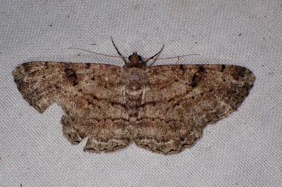<i>Peribatodes rhomboidaria</i>