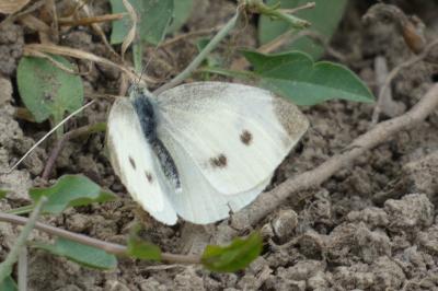 <i>Pieris rapae</i>