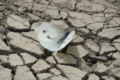 <i>Pieris rapae</i>
