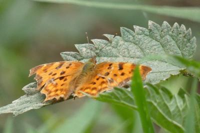 <i>Polygonia c-album</i>