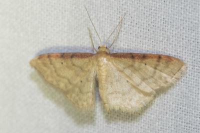 <i>Idaea humiliata</i>