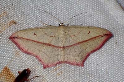 <i>Timandra comae</i>