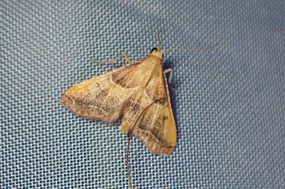 <i>Endotricha flammealis</i>