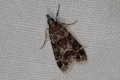 <i>Eudonia mercurella</i>