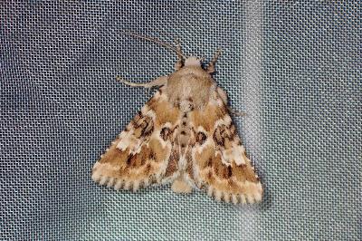 <i>Eremobia ochroleuca</i>