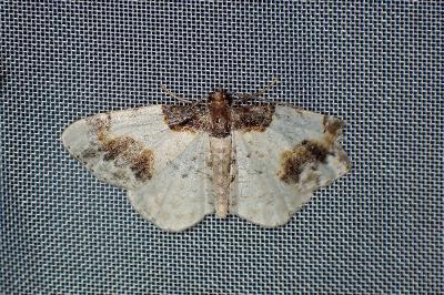 <i>Ligdia adustata</i>