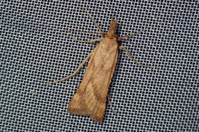 <i>Synaphe punctalis</i>