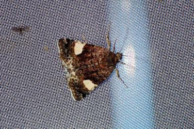 <i>Tyta luctuosa</i>