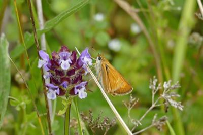 <i>Thymelicus acteon</i>
