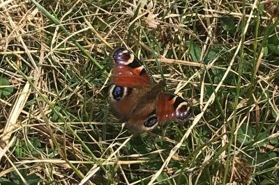 <i>Aglais io</i>
