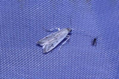 <i>Phycitodes</i>