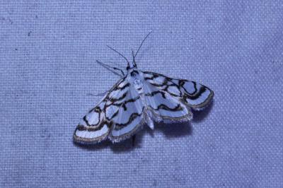 <i>Nymphula nitidulata</i>