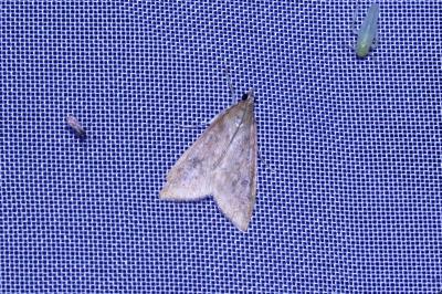 <i>Udea ferrugalis</i>