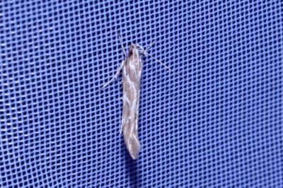 <i>Pyroderces argyrogrammos</i>