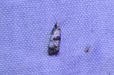 <i>Cochylis hybridella</i>