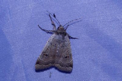 <i>Noctua comes</i>