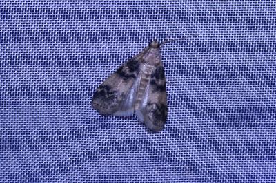 <i>Euzophera pinguis</i>