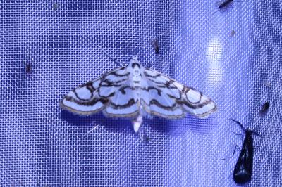 <i>Nymphula nitidulata</i>