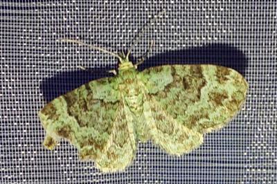 <i>Pasiphila rectangulata</i>