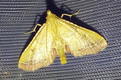 <i>Endotricha flammealis</i>