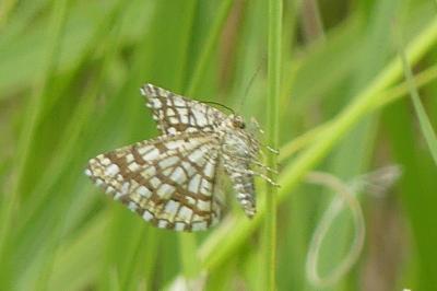 <i>Chiasmia clathrata</i>