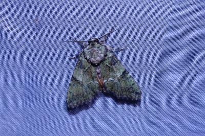 <i>Polyphaenis sericata</i>