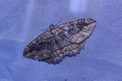 <i>Philereme transversata</i>