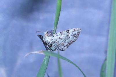 <i>Pasiphila rectangulata</i>