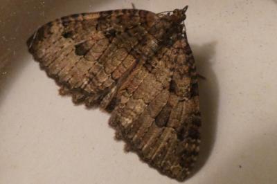 <i>Triphosa dubitata</i>