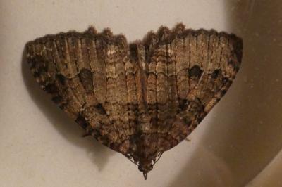 <i>Triphosa dubitata</i>