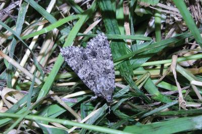 <i>Acronicta rumicis</i>